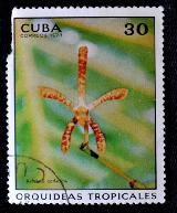  1973  . Arachnis catherine ()