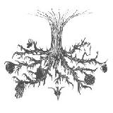 CIRCLE OF OUROBORUS - Tree Of Knowledge - 2009 (CD)
